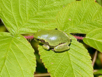 Gray Treefrog (Hyla versicolor )