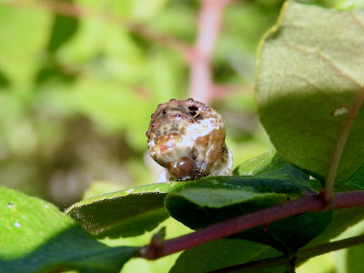 Giant Swallowtail caterpillar