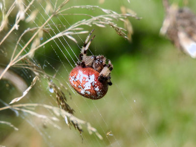 Shamrock Orbweaver (Araneus trifolium)