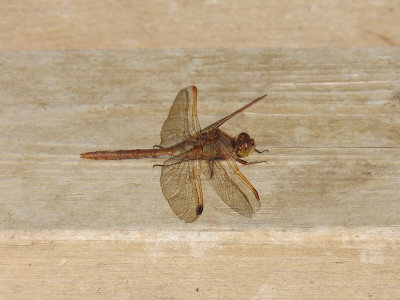 Saffron-winged Meadowhawk (Sympetrum costiferum)