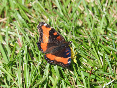 Milbert's Tortoiseshell