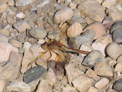 Saffron-winged Meadowhawk (Sympetrum costiferum)