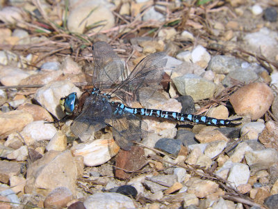 Variable Darner (Aeshna interrupta)