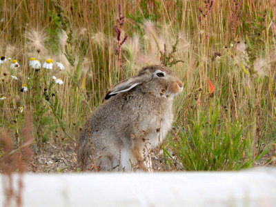 White-tailed Jackrabbit