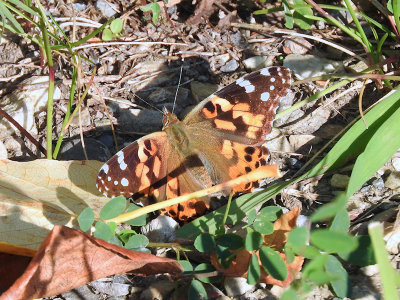 Painted Lady