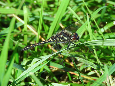 Black Meadowhawk (Sympetrum danae)
