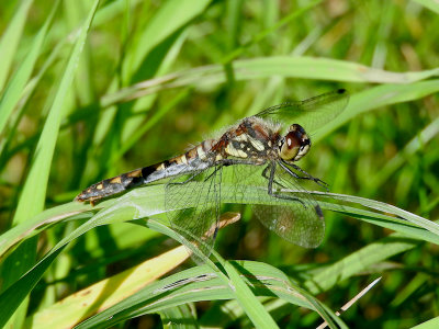 Black Meadowhawk (Sympetrum danae)