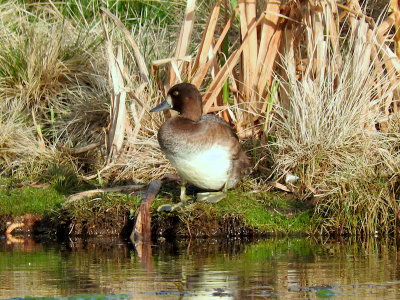 Greater Scaup