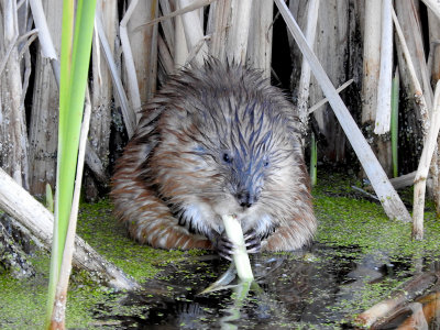 Muskrat