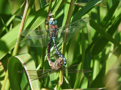 Variable Darners