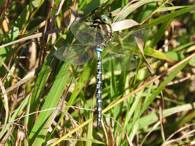 Lance-tipped Darner