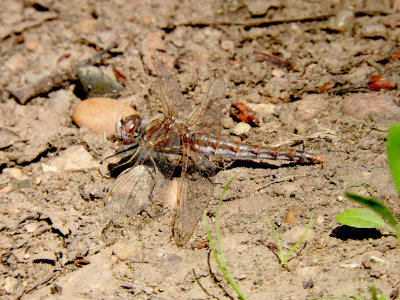 Variegated Meadowhawk (Sympetrum corruptum)