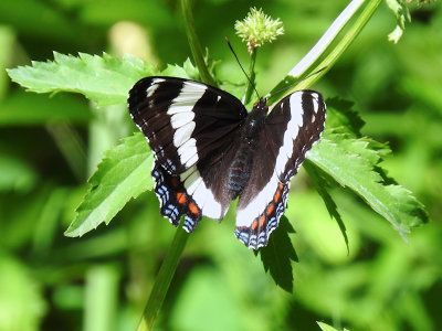 White Admiral