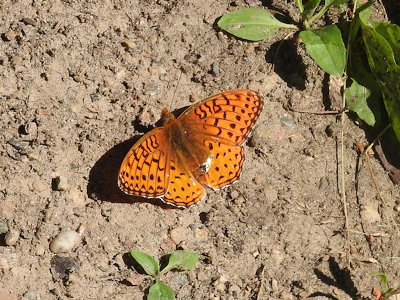 Fritillary Sp.