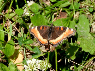 Milbert's Tortoiseshell