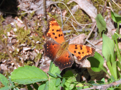 Gray Comma