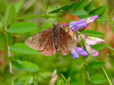 Northern Cloudywing