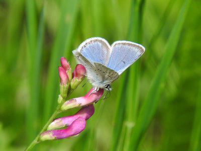 Greenish Blue (Plebejus saepiolus)