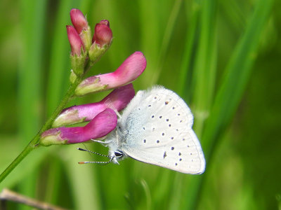 Greenish Blue (Plebejus saepiolus)