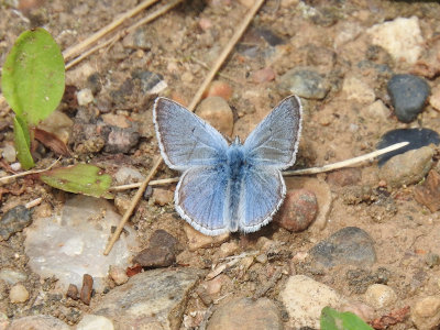 Blue sp.