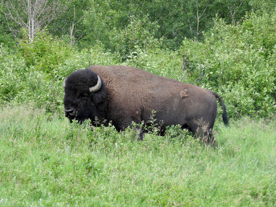 Bison