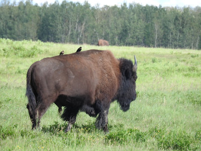 Bison with cowbirds