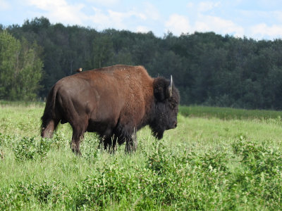 Bison with cowbird