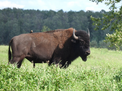 Bison with cowbird