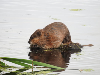 Muskrat