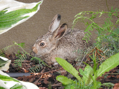 White-tailed Jackrabbit