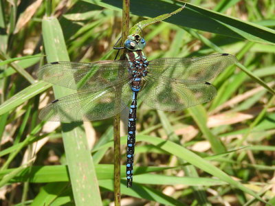 Lance-tipped Darner (Aeshna constricta)