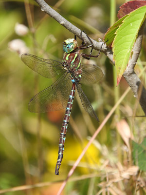 Shadow Darner (Aeshna umbrosa)