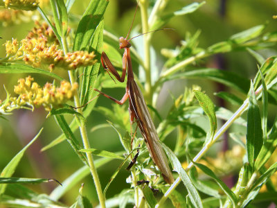 Praying Mantis (Mantis religiosa)