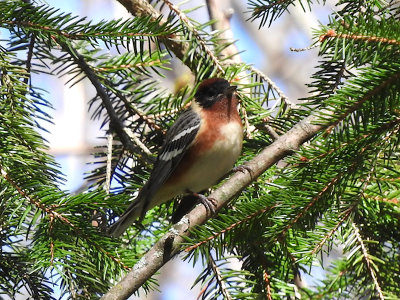 Bay-breasted Warbler