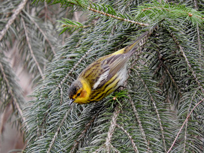 Cape May Warbler