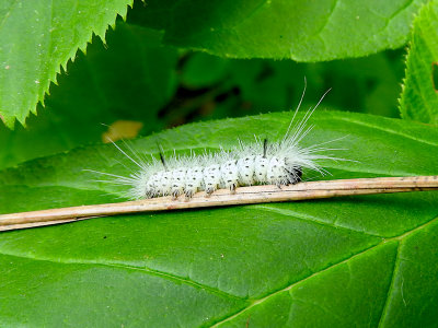 Hickory Tussock Moth(Lophocampa caryae)