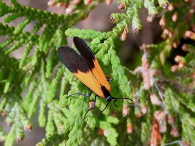 Black-and-yellow Lichen Moth (Lycomorpha pholusHodges#8087