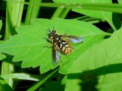 Spotted Wood Fly (Somula decora)