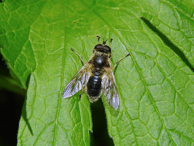 Common Wood Fly (Blera badia)