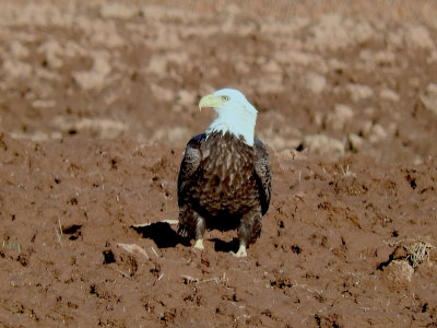 Bald Eagle in the fields at Grand Pre