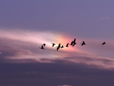 Canada Geese flying in front of a Sun Dog