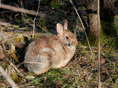 Eastern Cottontail