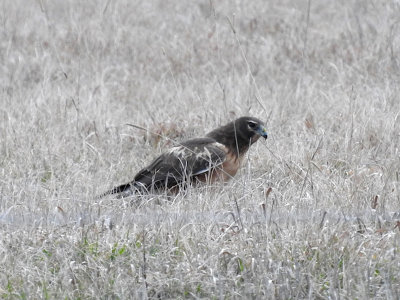 Northern Harrier