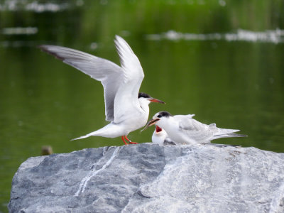Common Tern (adult feeding juveniles)