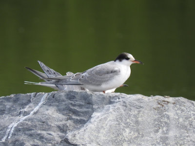 Common Tern (juvenile)