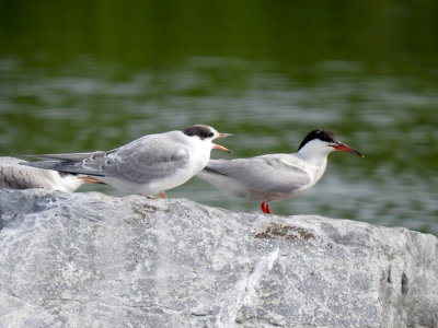 Common Tern (juvenile with adult)