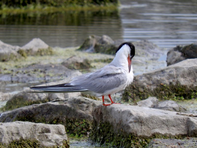 Common Tern (adult finished hunting for a moment)