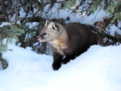 American (Pine) Marten