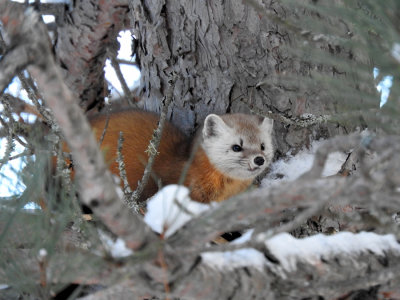 American (Pine) Marten