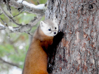 American (Pine) Marten